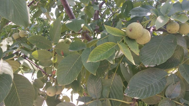 大量供应青皮核桃湿核桃质优价廉