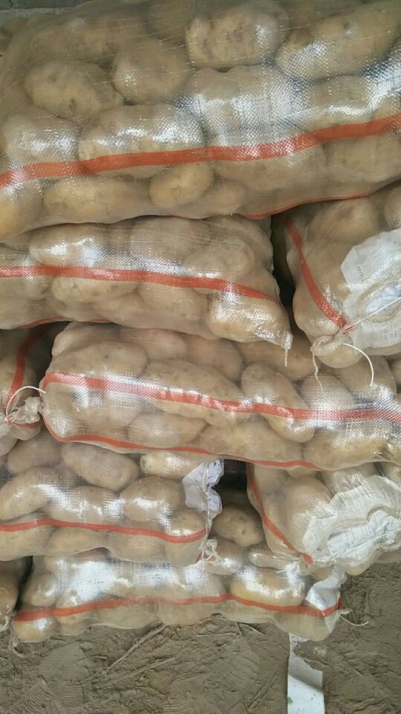 荷兰15土豆