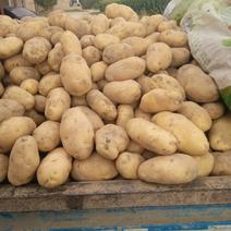 荷兰15土豆