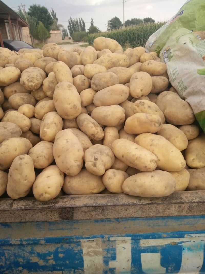 荷兰15土豆