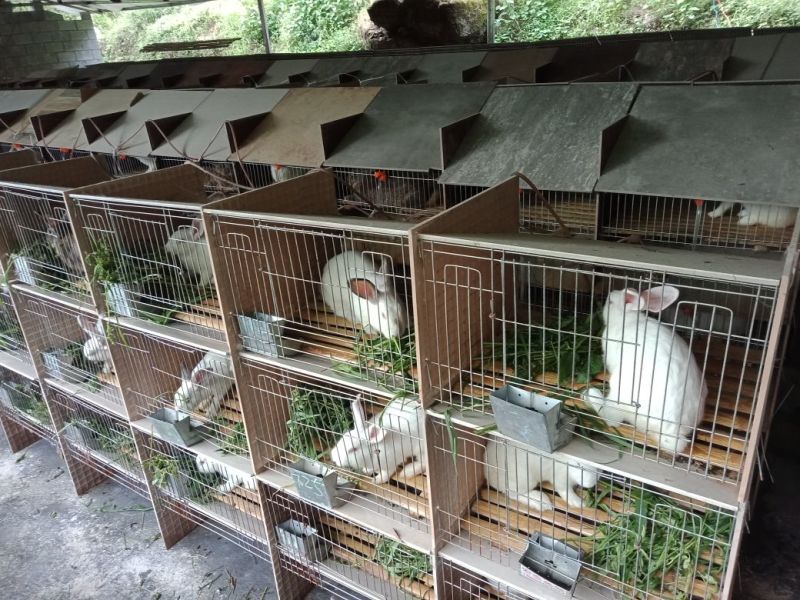 出售各种杂交野兔和家兔