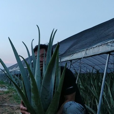 库拉索芦荟