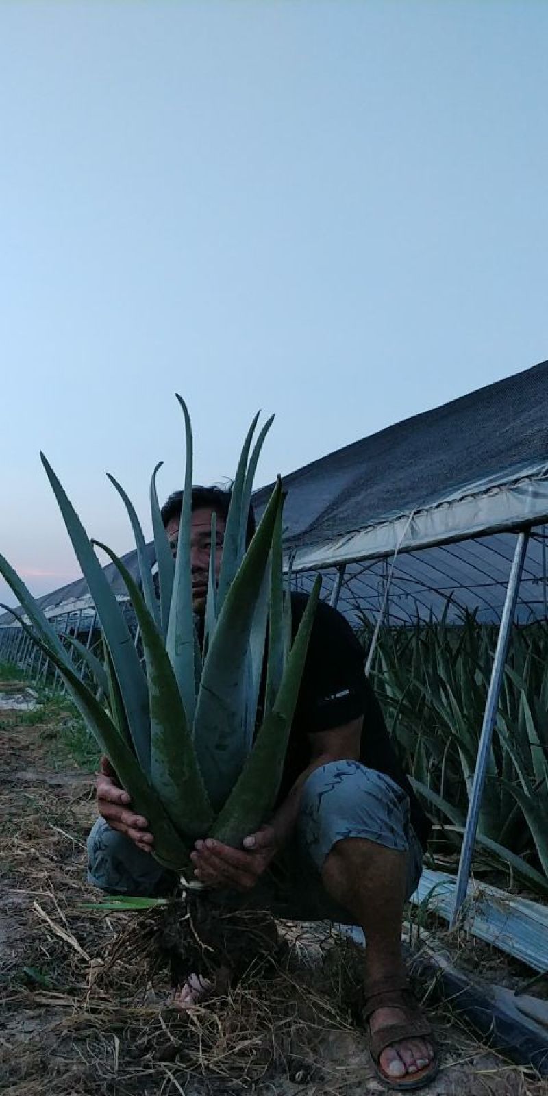 库拉索芦荟