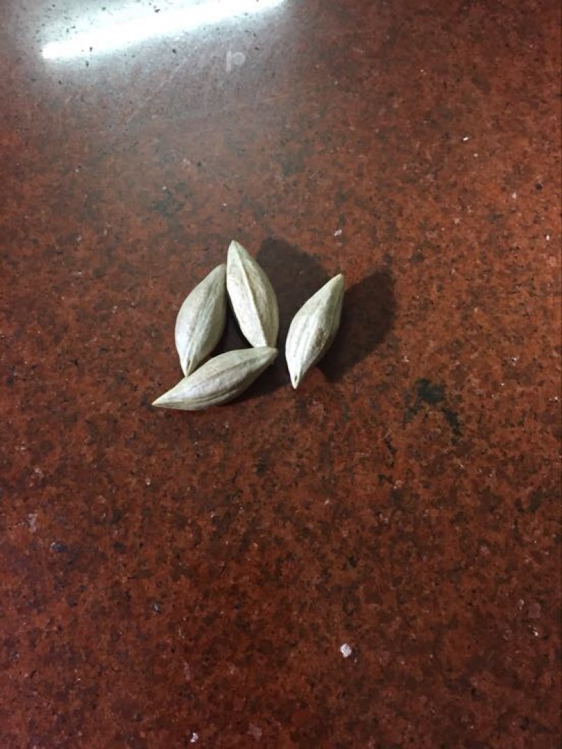 黑榄子14g以上