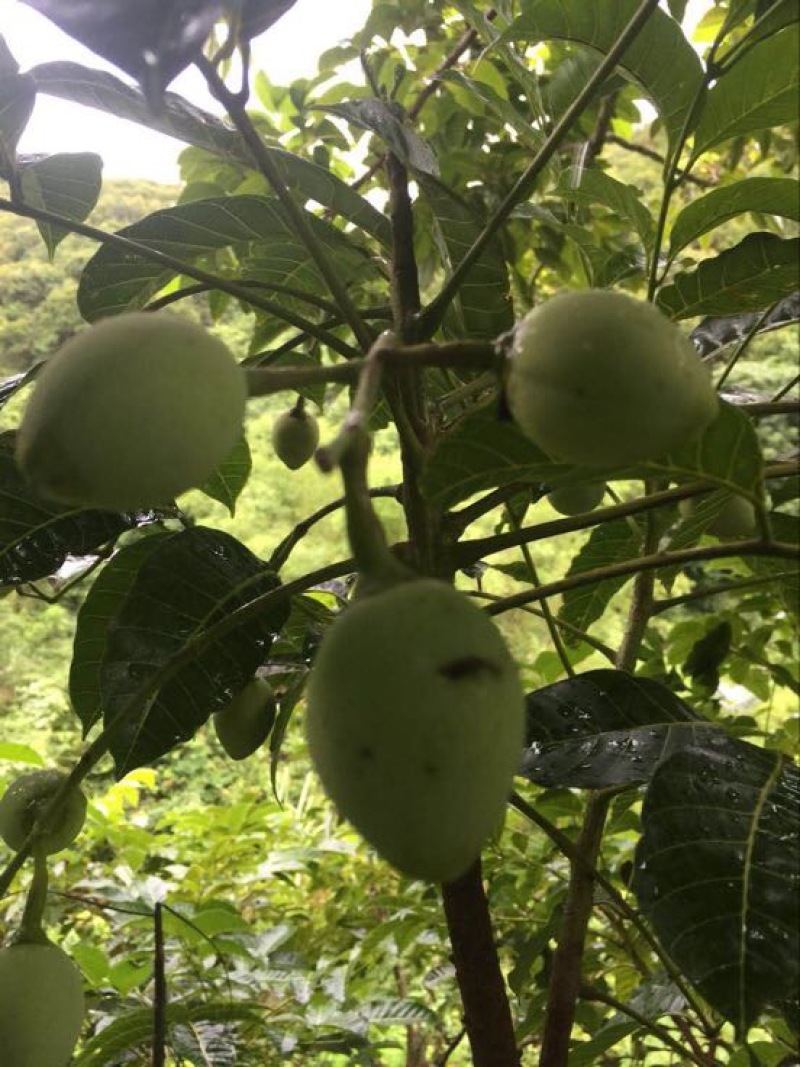 黑榄子14g以上