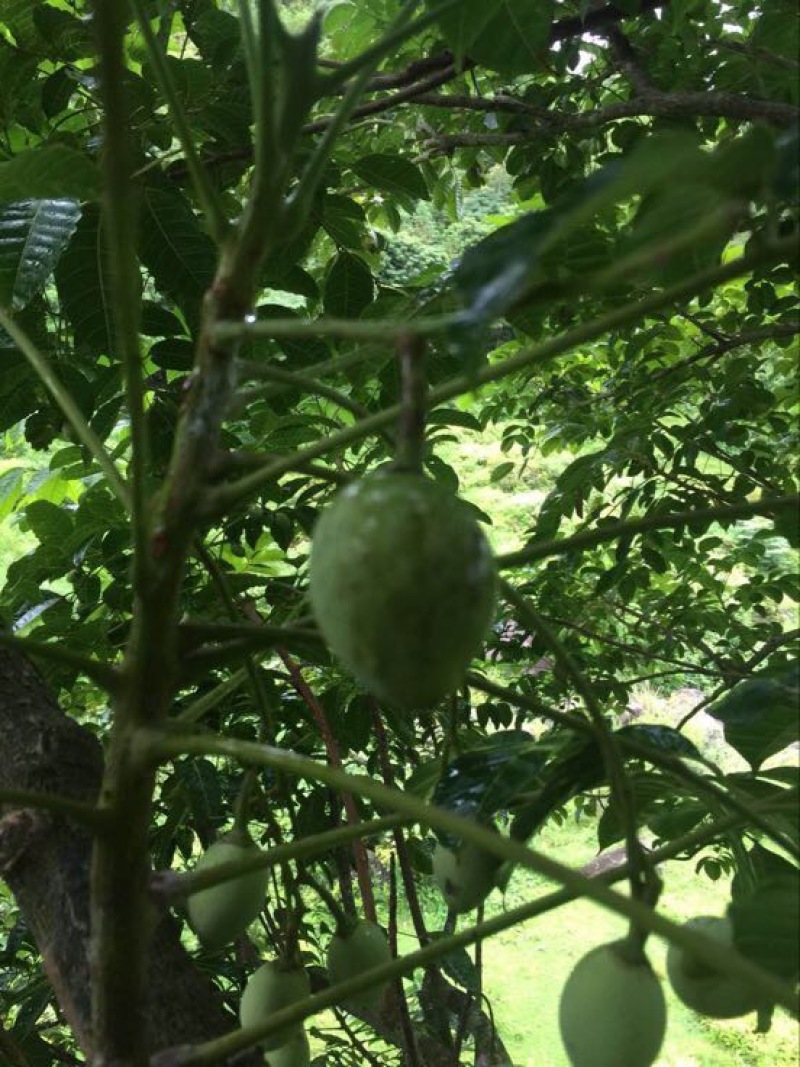 黑榄子14g以上