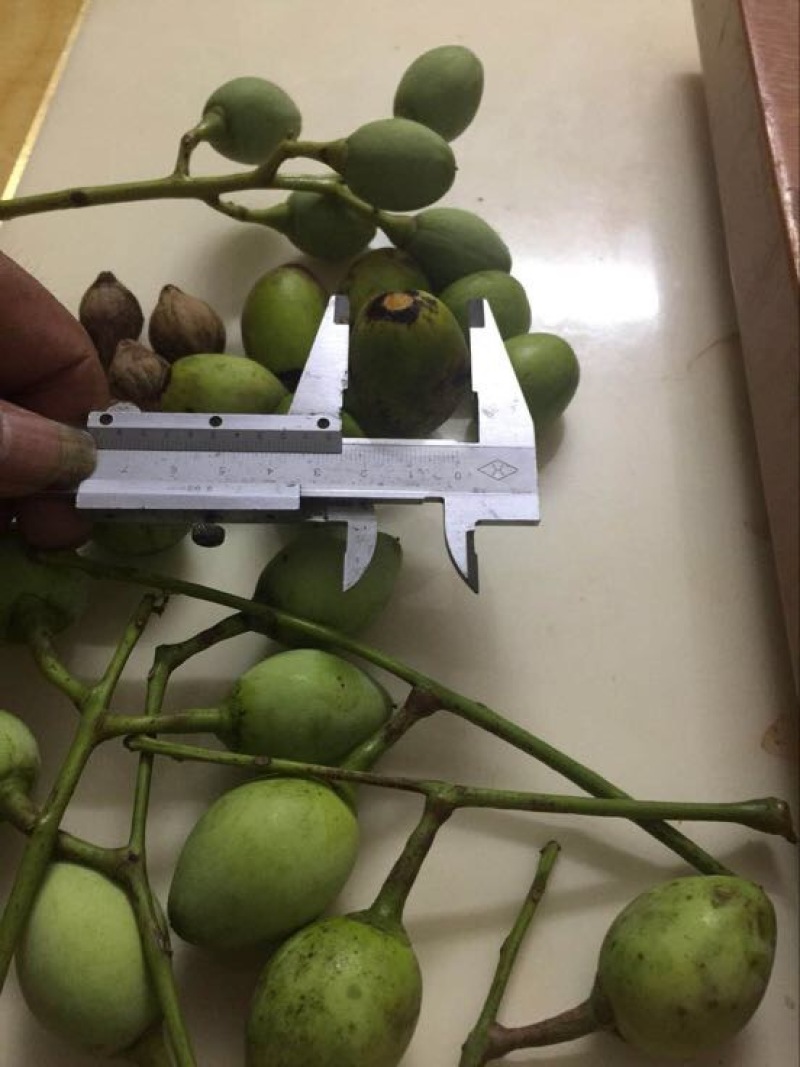 黑榄子14g以上