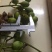 黑榄子14g以上