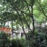 黄葛树（大叶榕）供应20～80的黄葛树（真实需求联系询