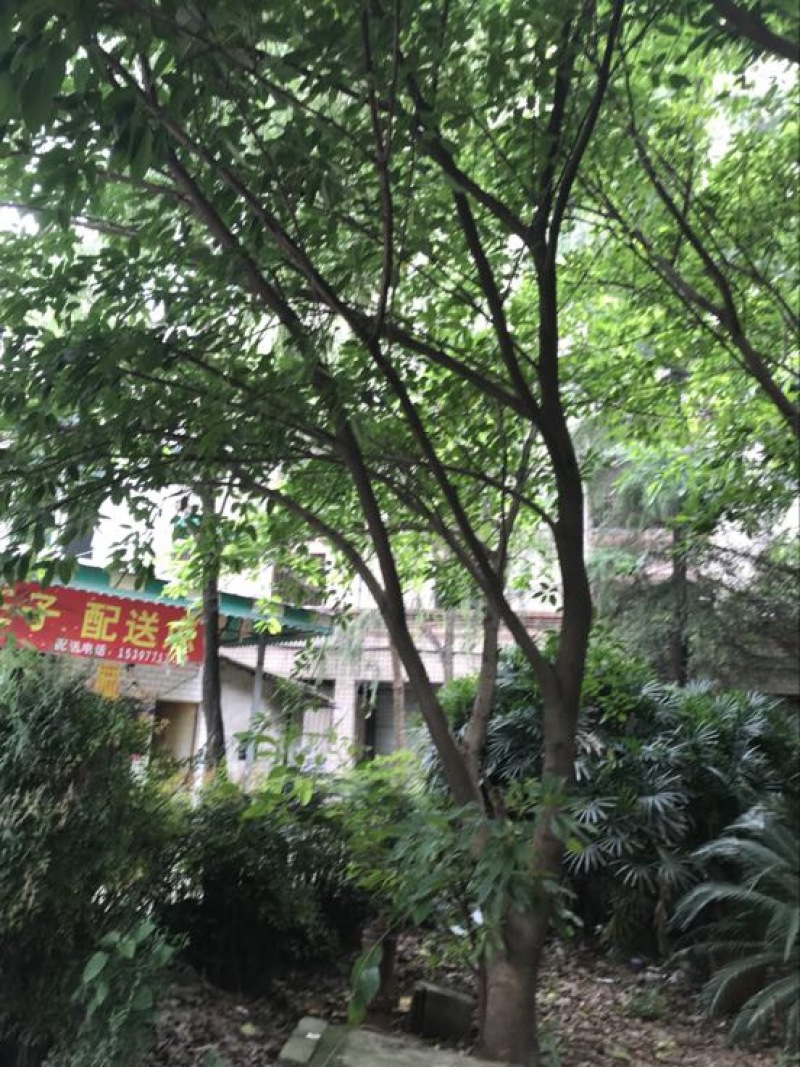黄葛树（大叶榕）供应20～80的黄葛树（真实需求联系询