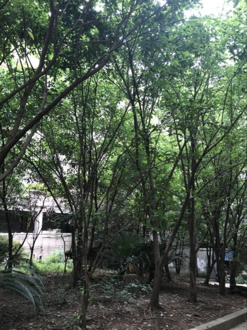 黄葛树（大叶榕）供应20～80的黄葛树（真实需求联系询