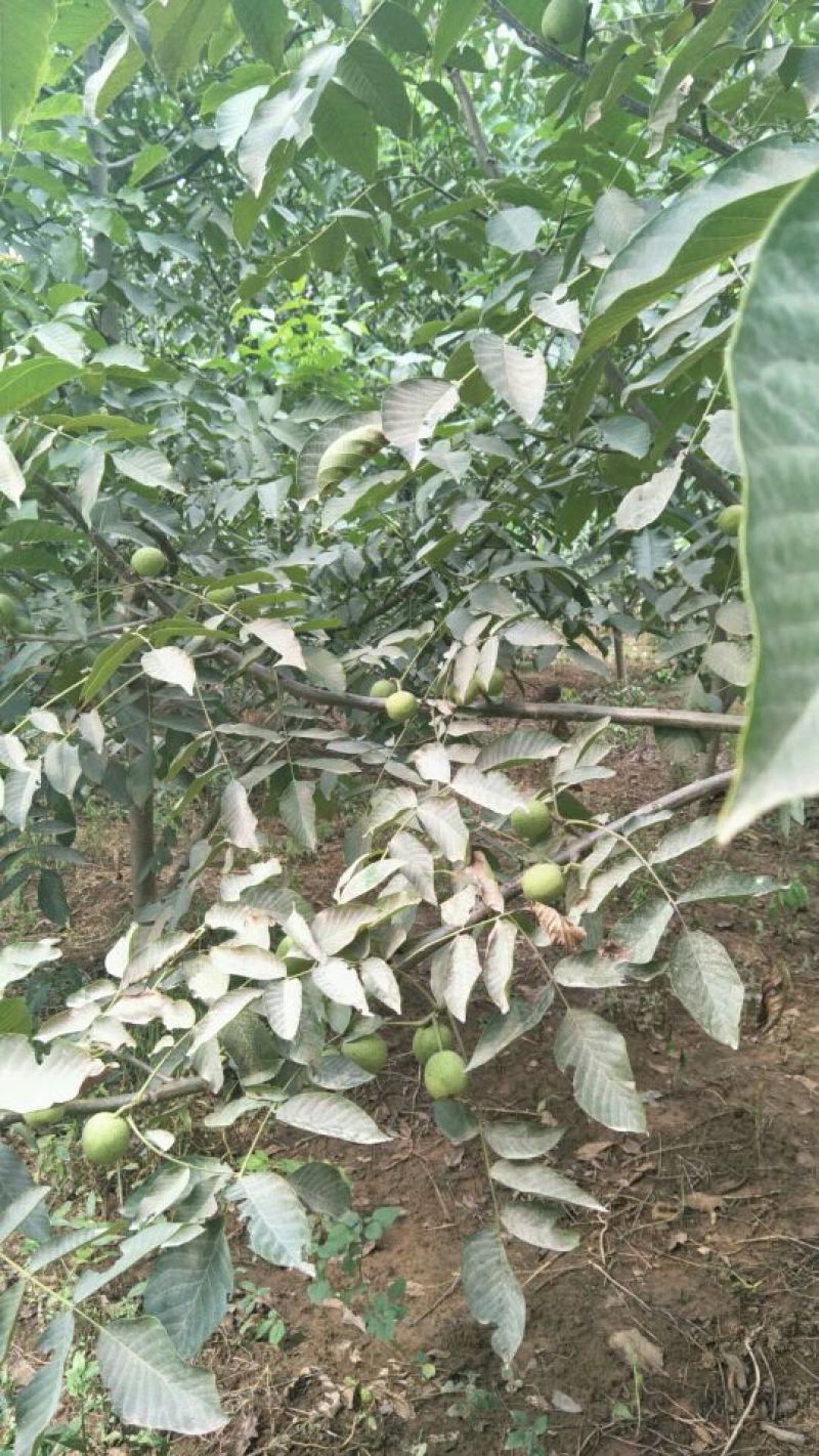 自家新鲜核桃45以上规格