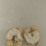 自家新鲜核桃45以上规格