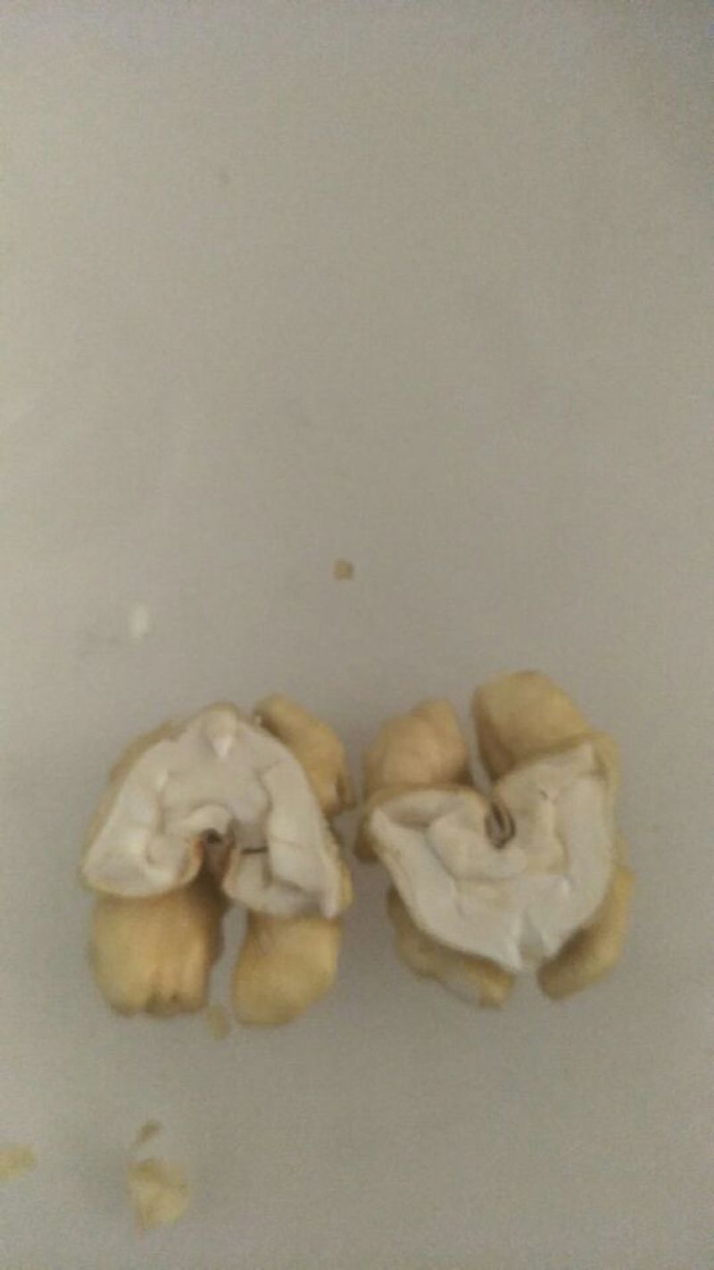 自家新鲜核桃45以上规格