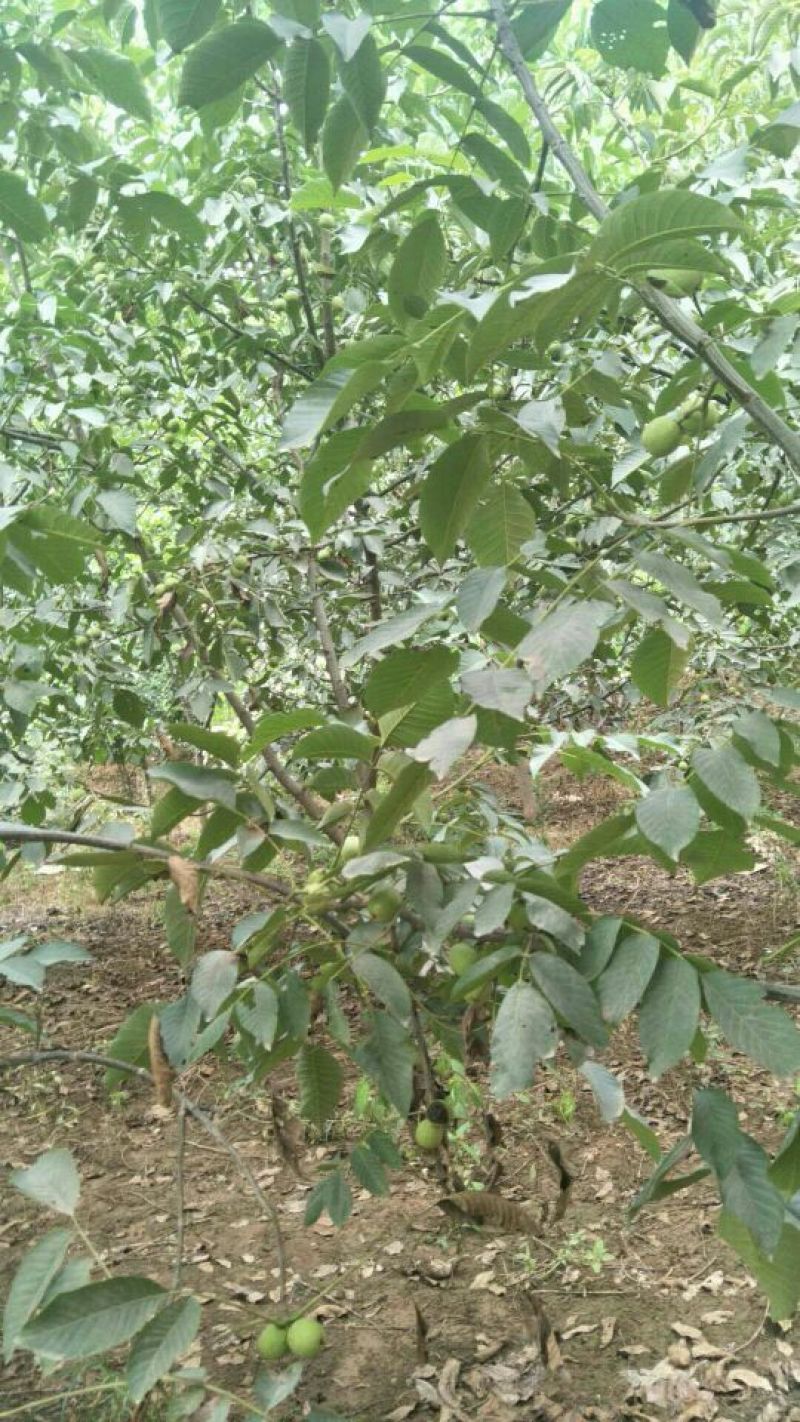 自家新鲜核桃45以上规格