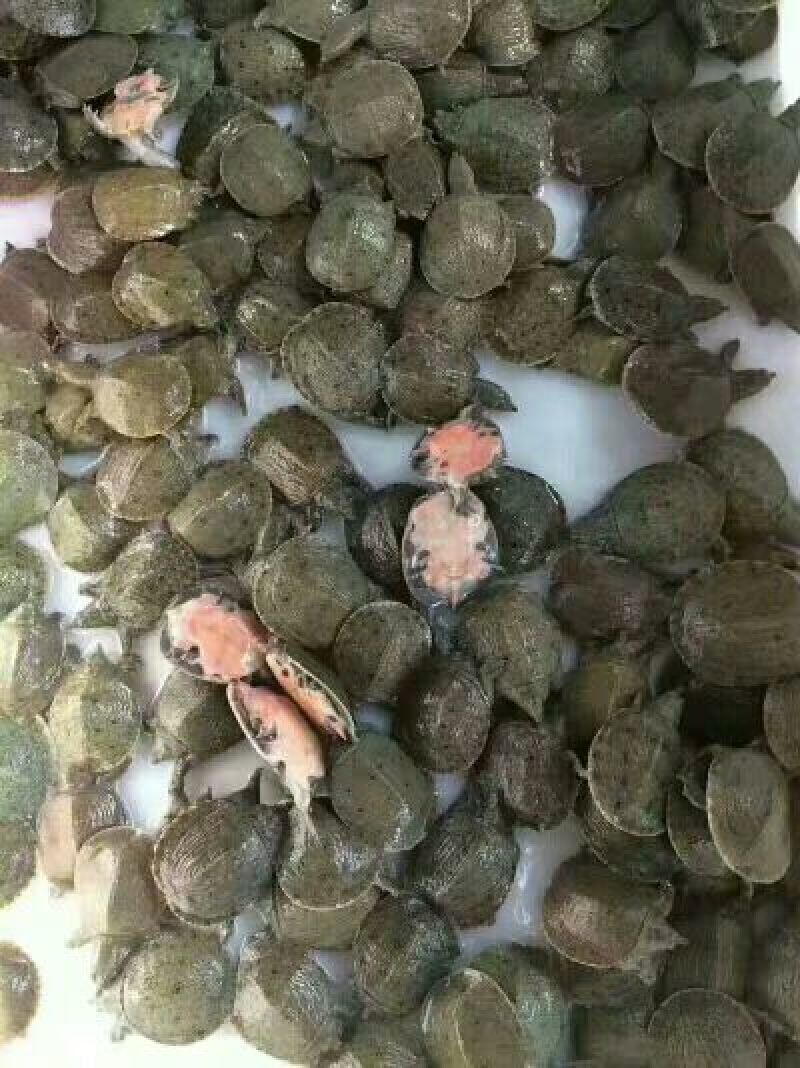 常年供应中华鳖