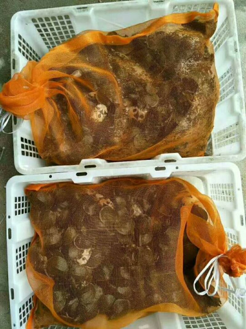 常年供应中华鳖
