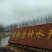 常年供应中华鳖