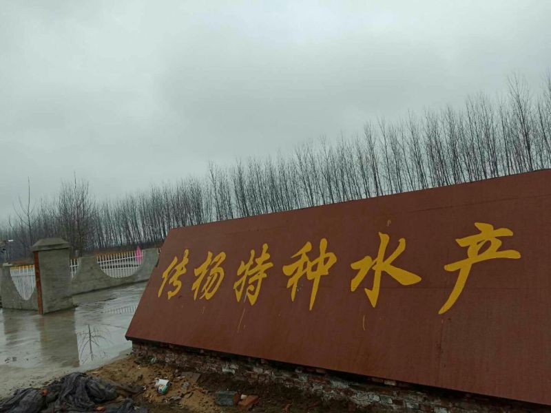 常年供应中华鳖
