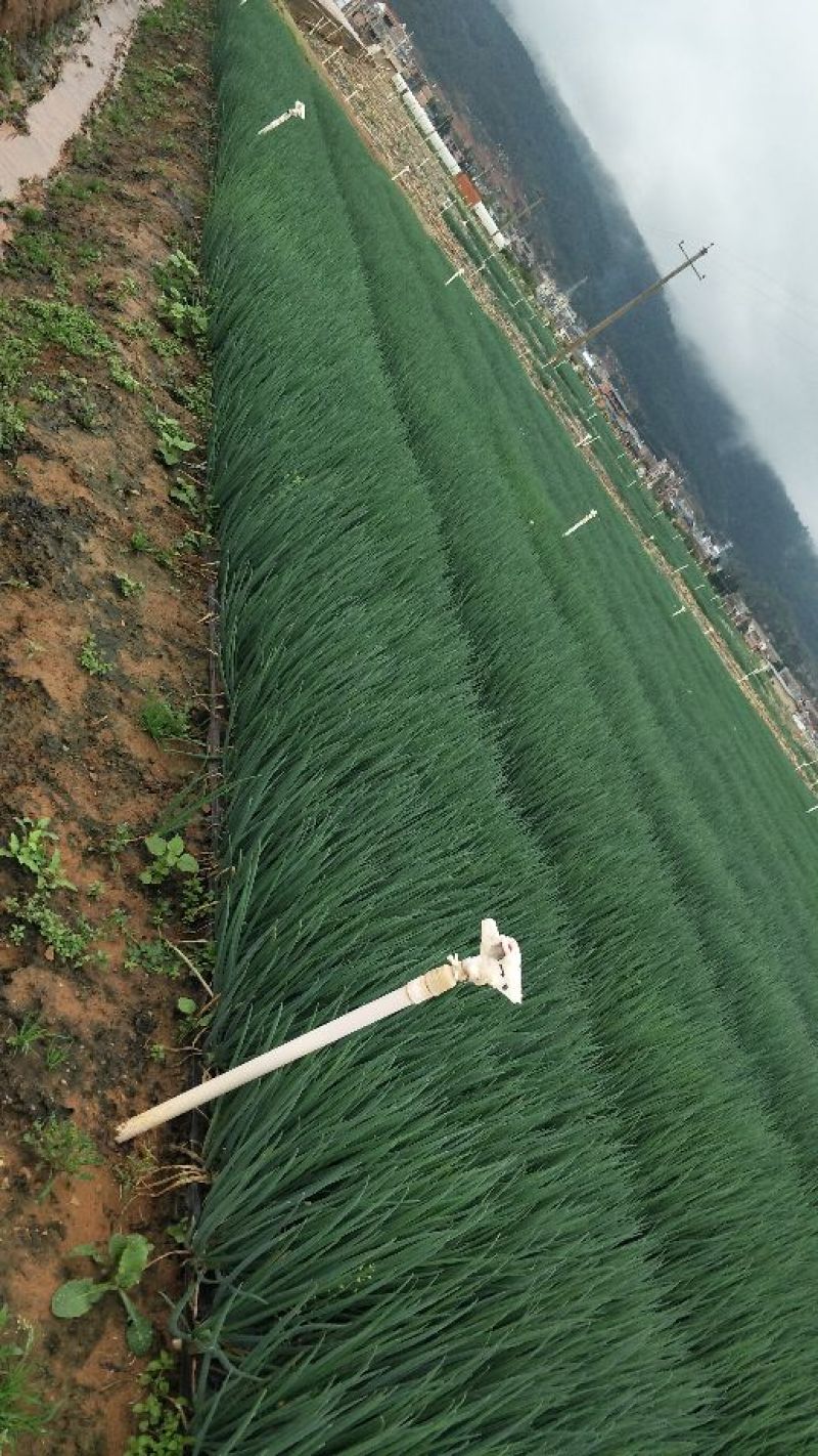 小葱产地小香葱货源充足，常年有货，实力代办