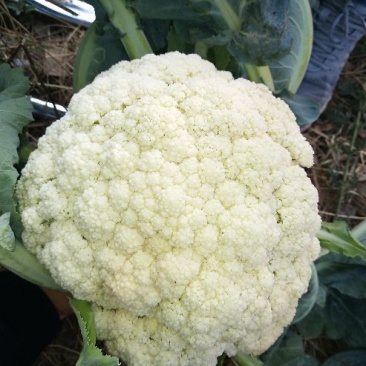 散花紧花产地直供，货源充足，实力代收，期待长期合作