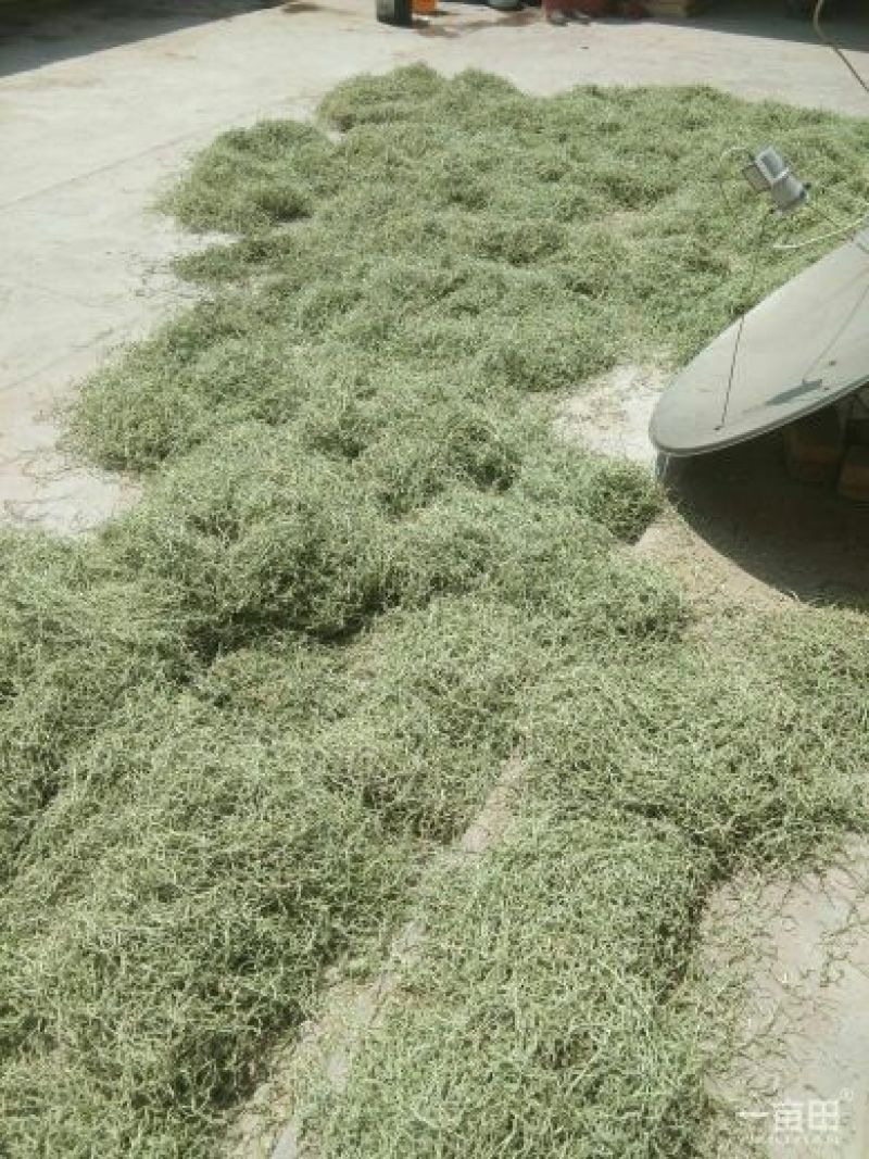 豆角丝大量上市，干，绿，细，