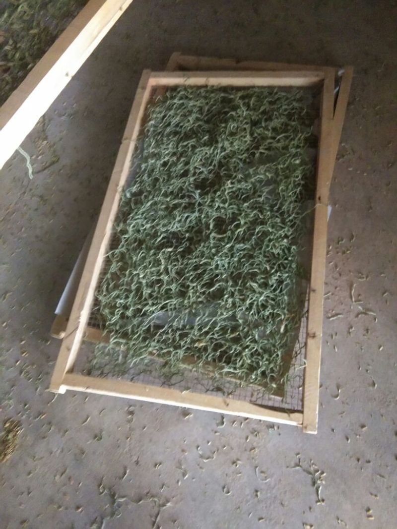 豆角丝大量上市，干，绿，细，