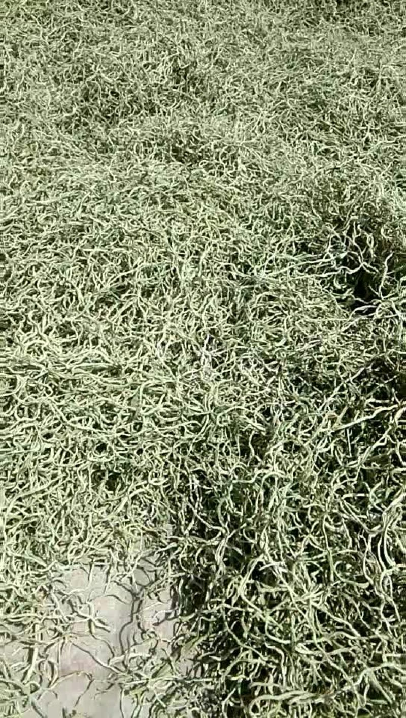 豆角丝大量上市，干，绿，细，