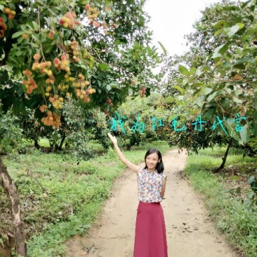 海南特产红毛丹味道鲜美甜生肌解渴
