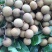 广西灵山县，储良龙眼，精品果，，，，，，，