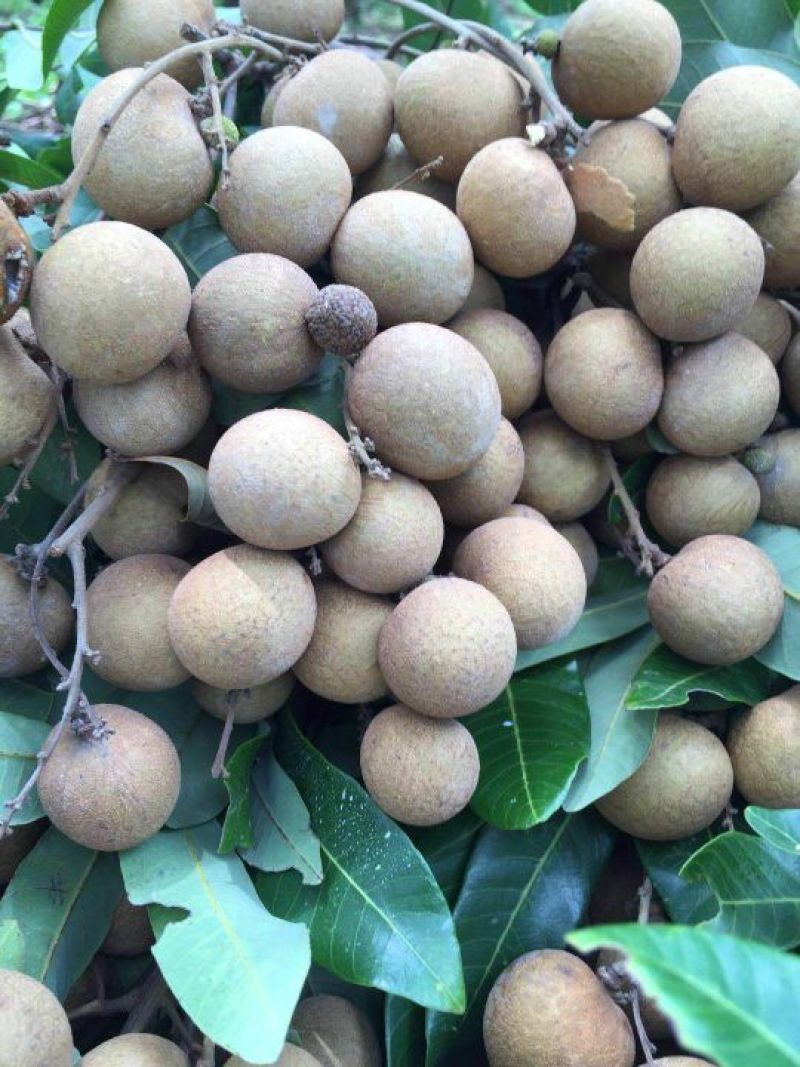 广西灵山县，储良龙眼，精品果，，，，，，，
