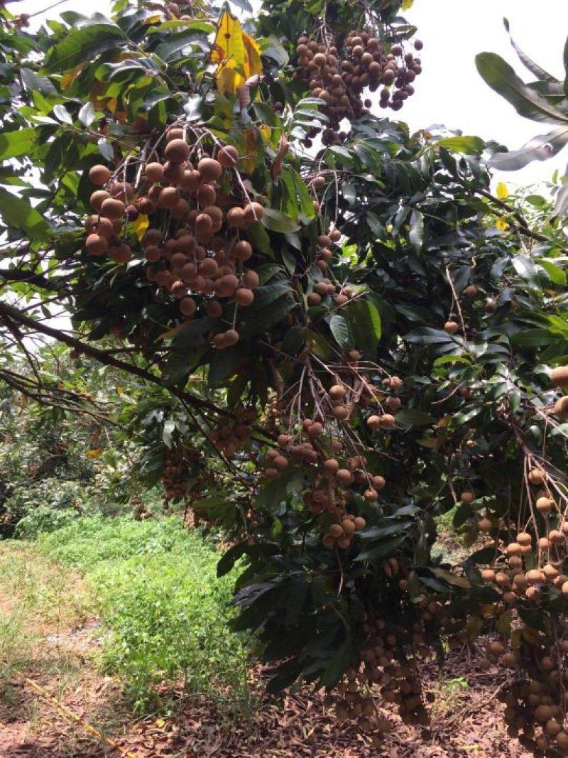 广西灵山县，储良龙眼，精品果，，，，，，，