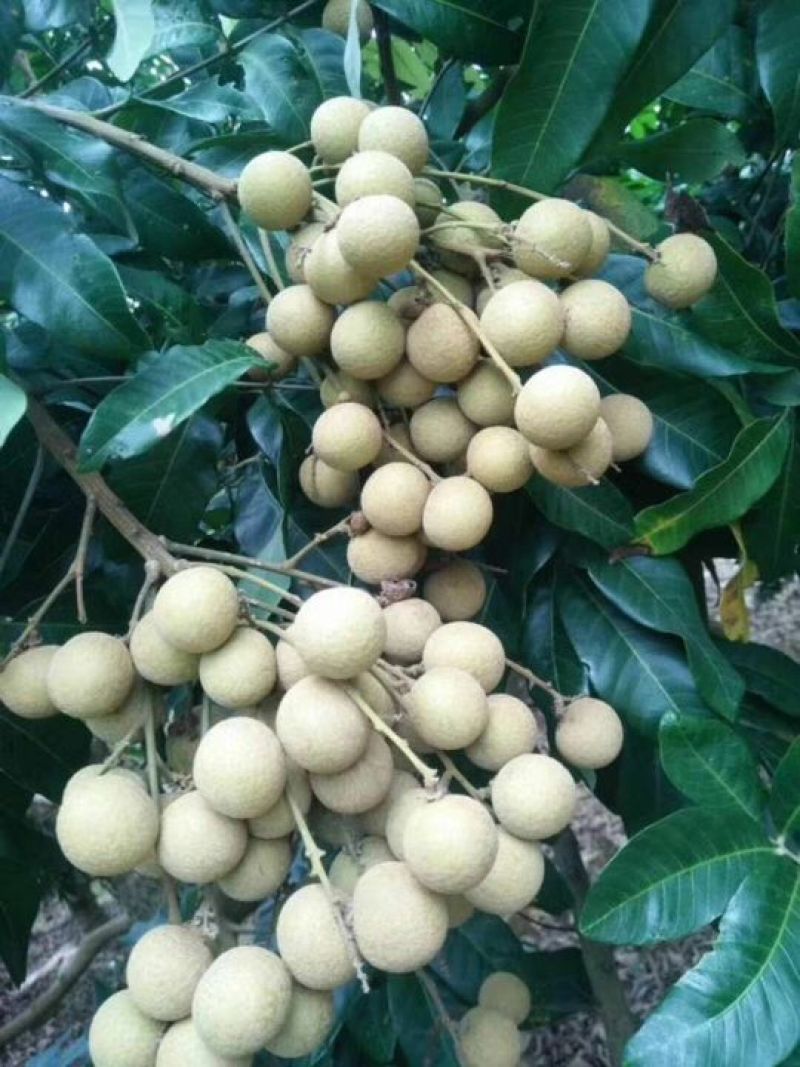 广西灵山县，储良龙眼，精品果，，，，，，，