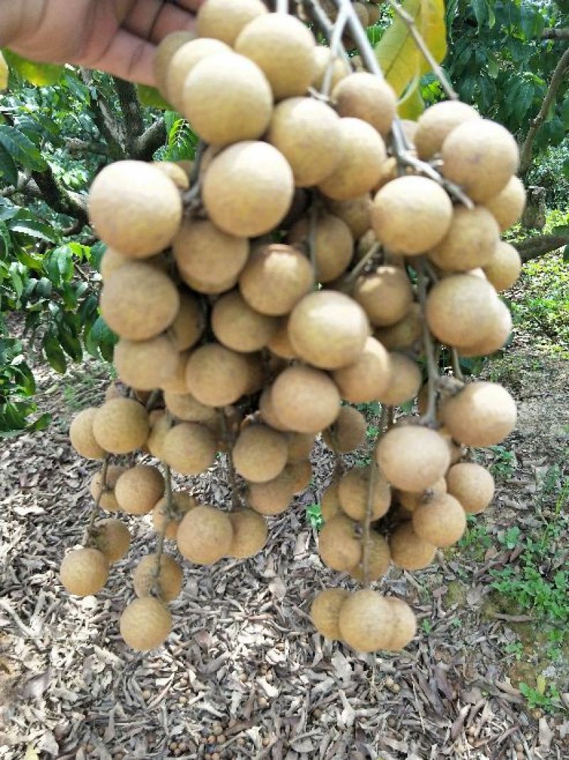 广西灵山县，储良龙眼，精品果，，，，，，，