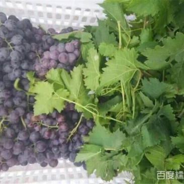 七里海葡萄