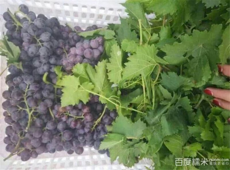 七里海葡萄