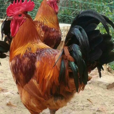 豫中鸡鸭鹅孵化脱温养殖厂