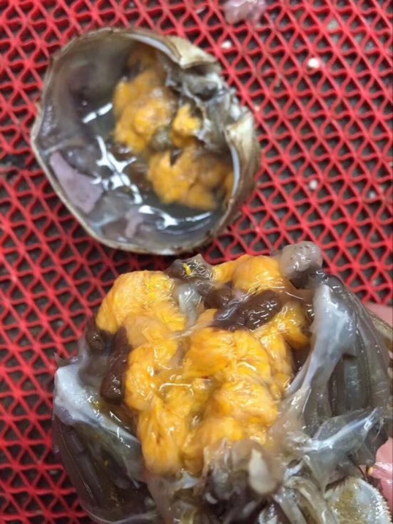 螃蟹食用雄蟹