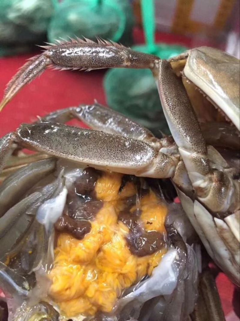 螃蟹食用雄蟹