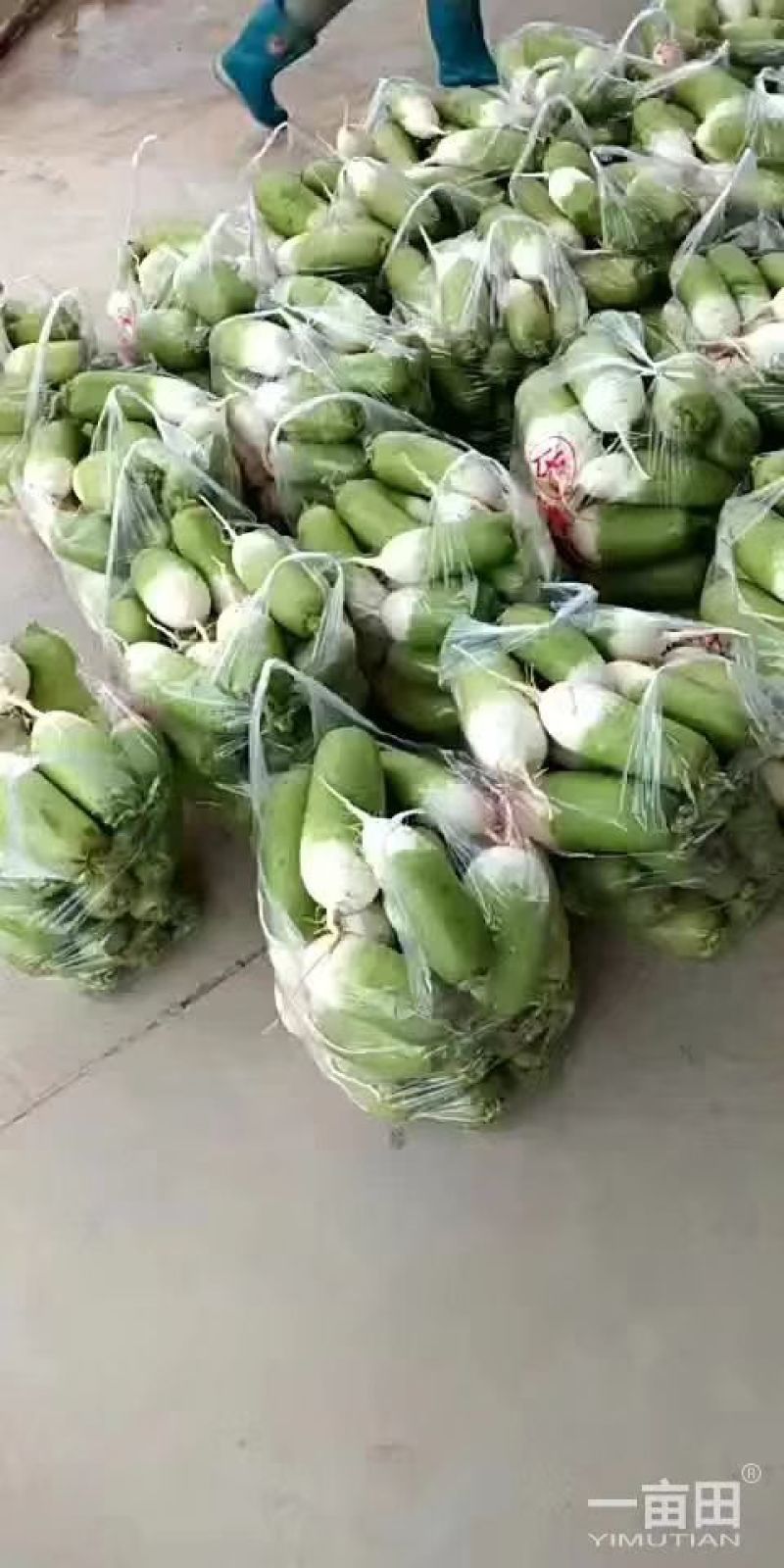 萝卜大葱包菜