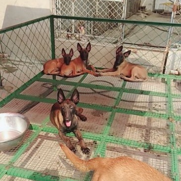 精品马犬兴奋度高公母都有疫苗做全咬口给力