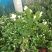 茉莉花盆栽茉莉花带花苞发货基地直销