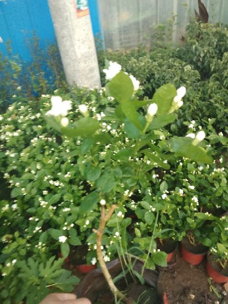 茉莉花盆栽茉莉花带花苞发货基地直销