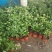 茉莉花盆栽茉莉花带花苞发货基地直销