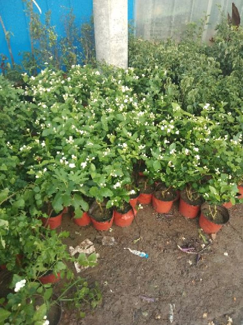 茉莉花盆栽茉莉花带花苞发货基地直销