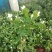 茉莉花盆栽茉莉花带花苞发货基地直销