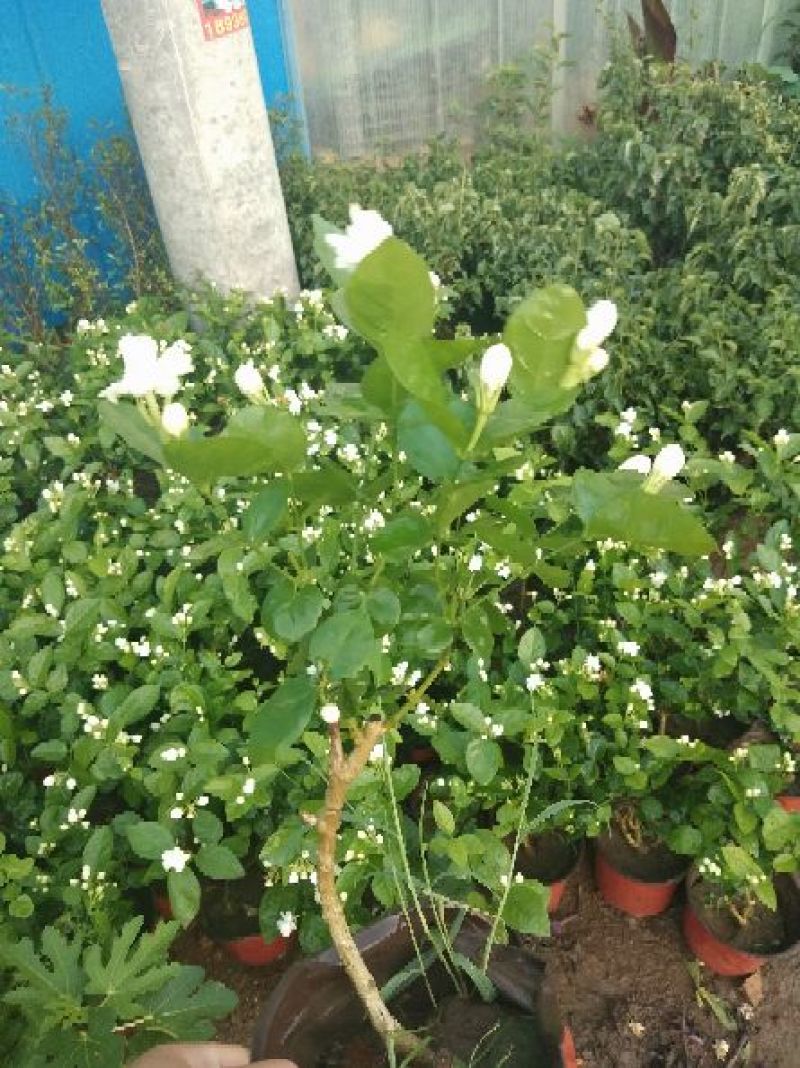 茉莉花盆栽茉莉花带花苞发货基地直销