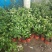 茉莉花盆栽茉莉花带花苞发货基地直销