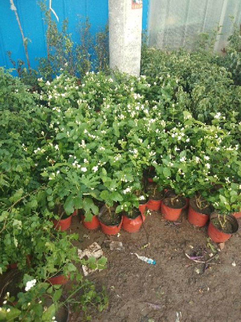 茉莉花盆栽茉莉花带花苞发货基地直销