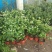 茉莉花盆栽茉莉花带花苞发货基地直销